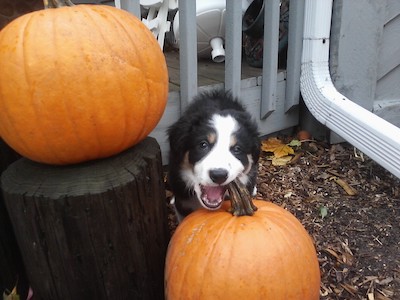Dogs